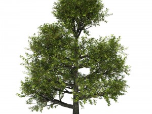 oak tree Model 3D