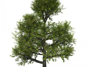 quercia Modello 3D