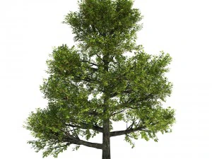 oak tree 3D Model
