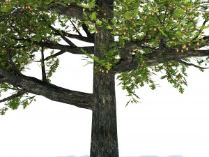 oak tree 3D Model
