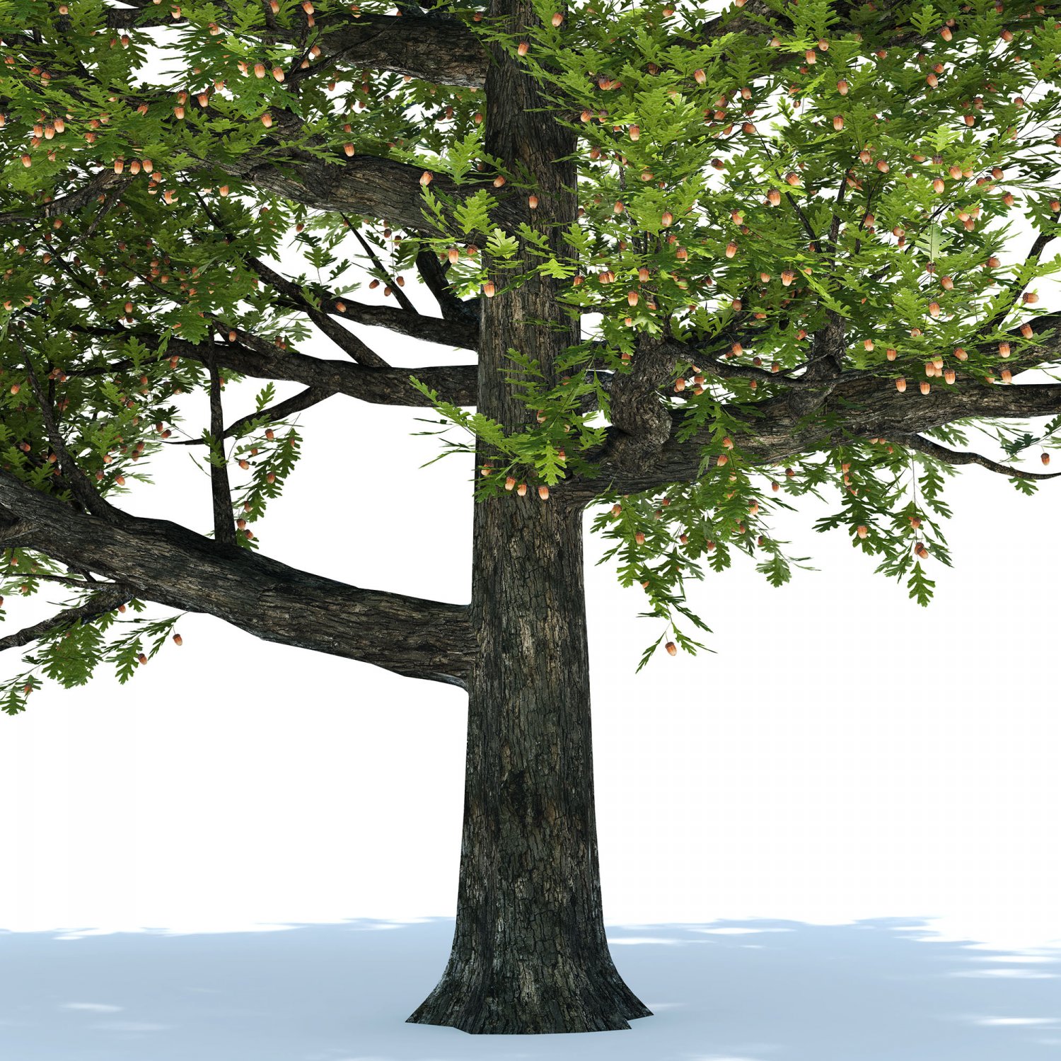 Модель дуб. Дерево модель дуба. Большое дерево 3д для детей. Tree oak 3d. Модель дуб.