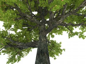 oak tree 3D Model