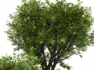 oak tree 3D Model
