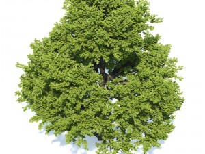oak tree 3D Model