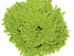 oak tree 3D Model