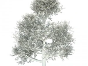 oak tree 3D Model