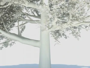 oak tree 3D Model