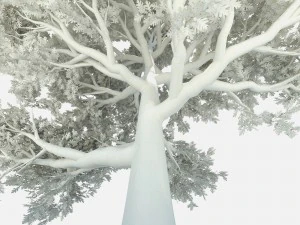 oak tree 3D Model