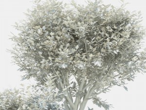 oak tree 3D Model