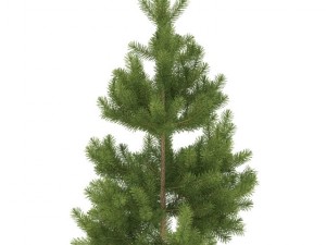 pine Model 3D