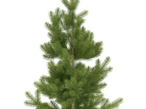 pine Model 3D