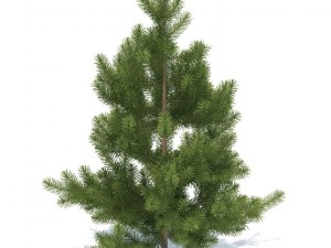 pine Model 3D