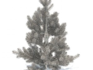 pine Model 3D