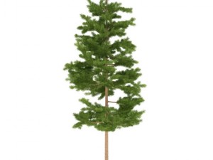 pine Modelo 3D