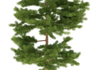 pine 3D 模型