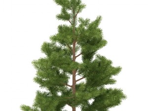 pine 3D 模型