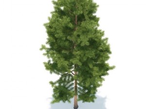pine 3D 模型