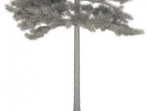 pine 3D 模型