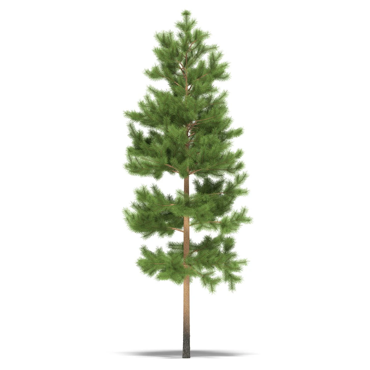 pine 3D Model .c4d .max .obj .3ds .fbx .stl .blend 