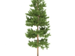 pine 3D Model