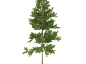 pine 3D Model
