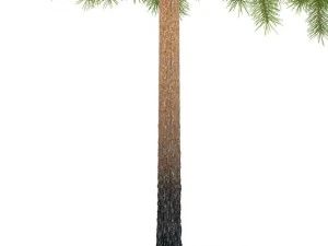 pine 3D Model