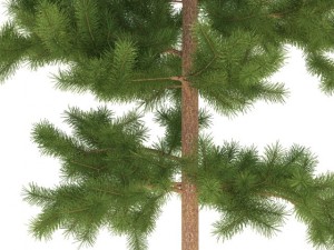 pine 3D मॉडल