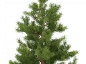 pine 3D मॉडल