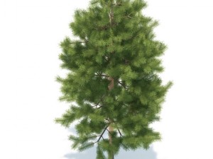 pine 3D मॉडल