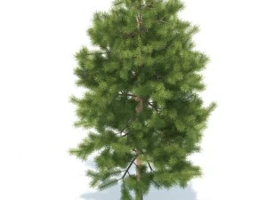 pine 3D Model