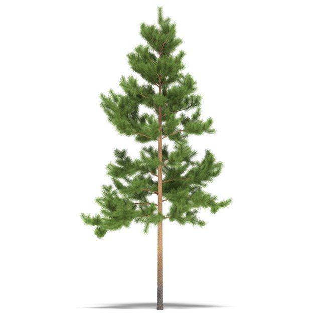 pine 3D 模型 .c4d .max .obj .3ds .fbx .stl .blend 