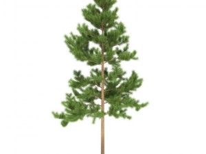 pine 3D 模型
