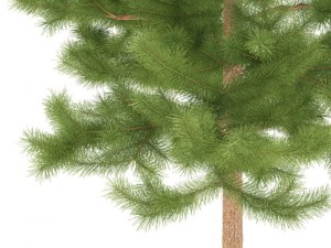 pine 3D 模型