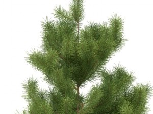 pine 3D 模型
