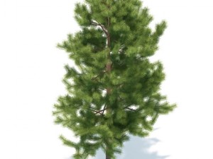 pine 3D 模型