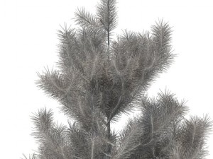 pine 3D 模型