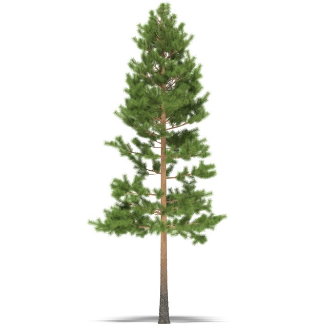 Pine 3D Model in Tree 3DExport