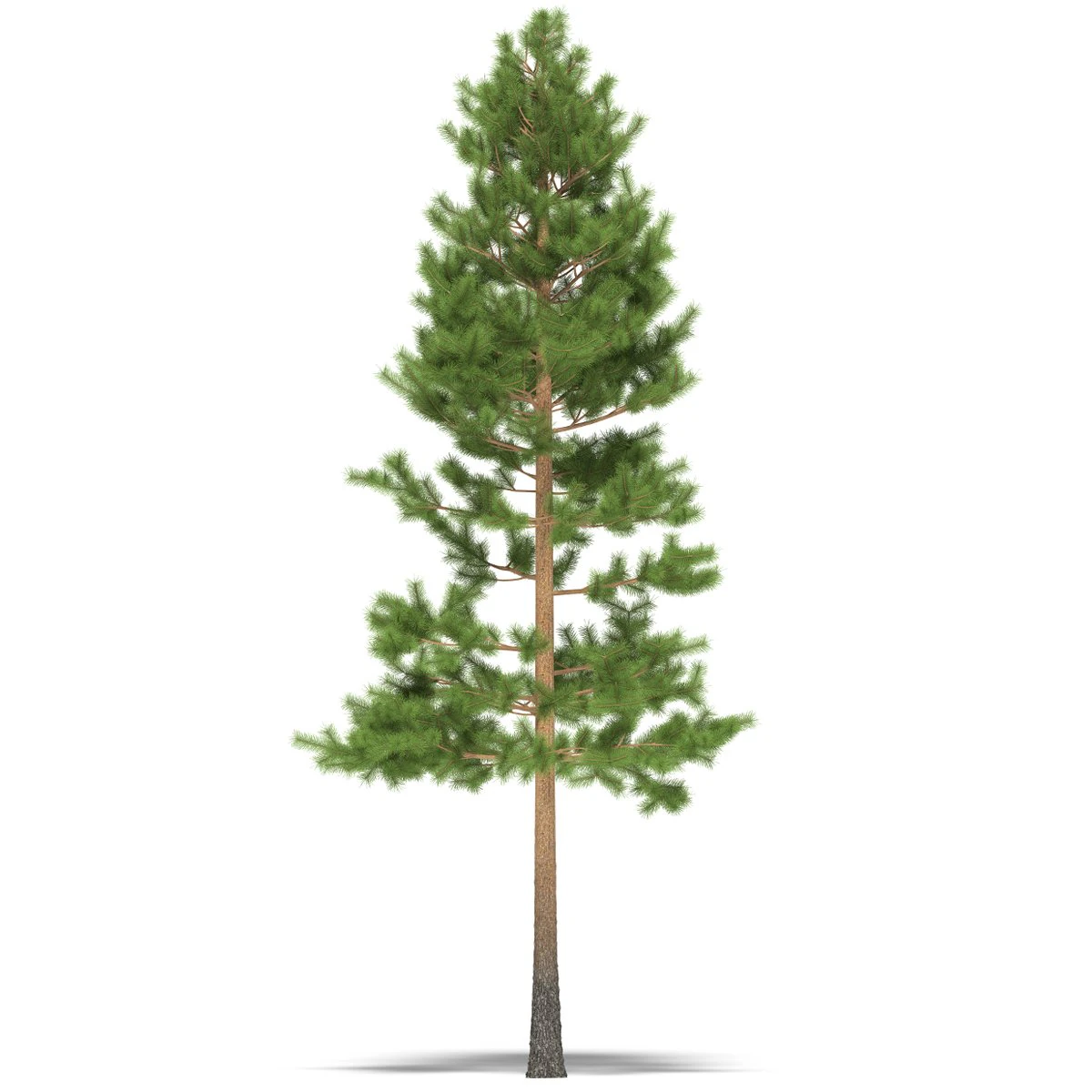 pine 3D Model .c4d .max .obj .3ds .fbx .stl .blend 
