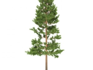pine 3D मॉडल