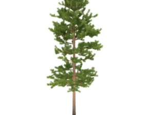 pine 3D Model