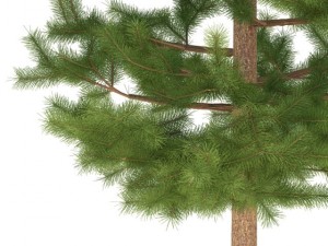 pine 3D 模型