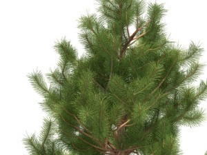 pine 3D 模型