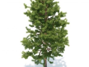 pine 3D 模型