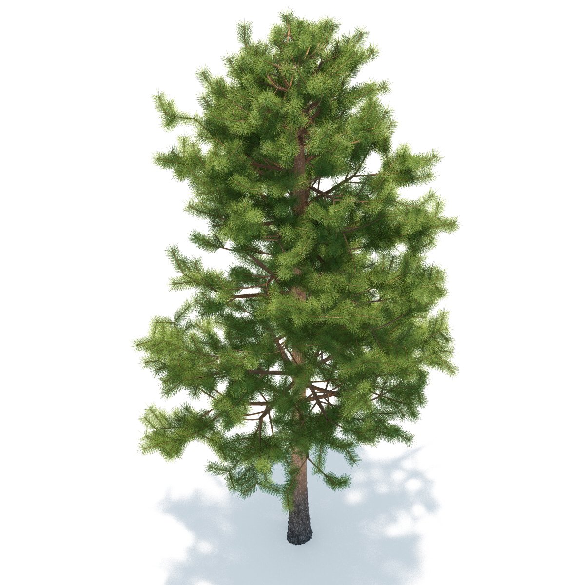 Pine 3D Model in Tree 3DExport