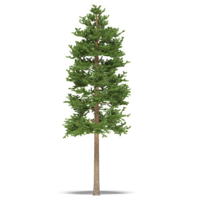 pine 3D मॉडल .c4d .max .obj .3ds .fbx .stl .blend