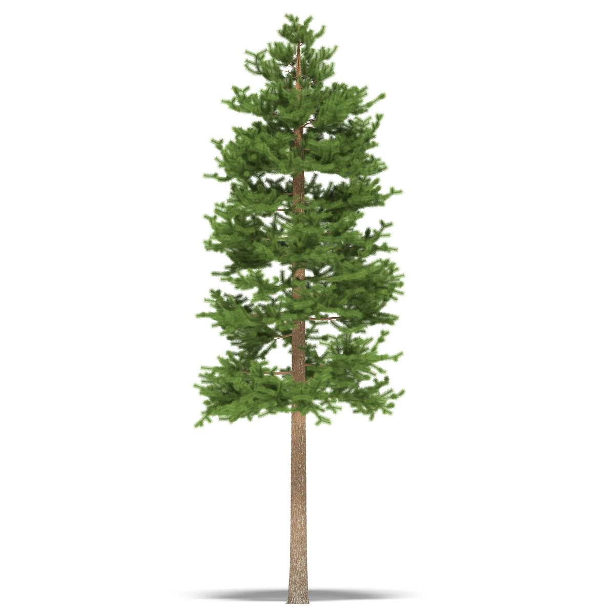 pijnboom 3D Model .c4d .max .obj .3ds .fbx .stl .blend 