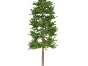pine Modelo 3D