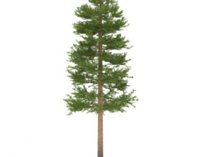 pine 3D मॉडल