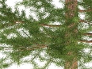 pine 3D मॉडल
