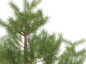 pine 3D मॉडल